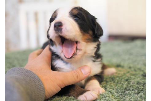 成約済の愛知県のバーニーズマウンテンドッグ-84440の2枚目