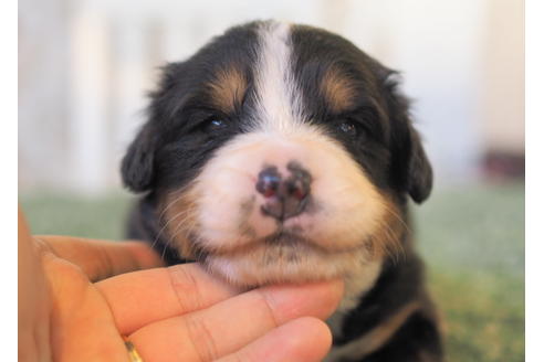 成約済の愛知県のバーニーズマウンテンドッグ-84439の1枚目