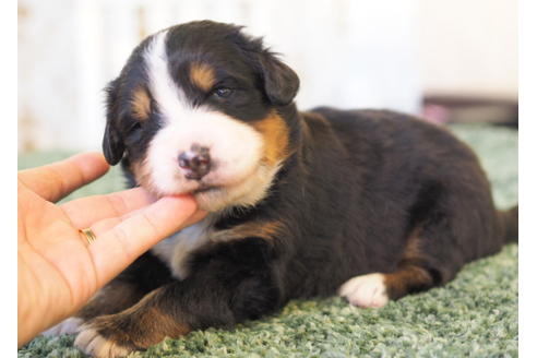 成約済の愛知県のバーニーズマウンテンドッグ-84439の2枚目
