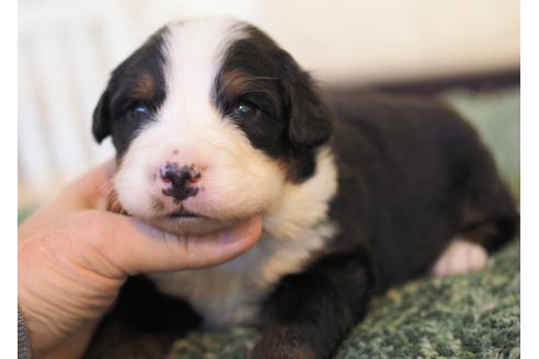 成約済の愛知県のバーニーズマウンテンドッグ-84438の1枚目