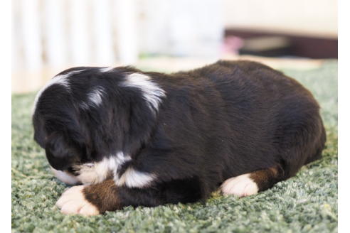 成約済の愛知県のバーニーズマウンテンドッグ-84438の3枚目