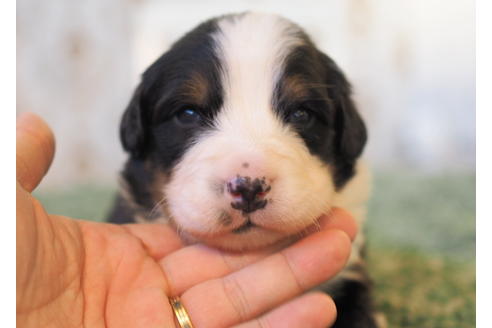 成約済の愛知県のバーニーズマウンテンドッグ-84438の2枚目