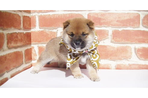 成約済の福岡県の豆柴-82707