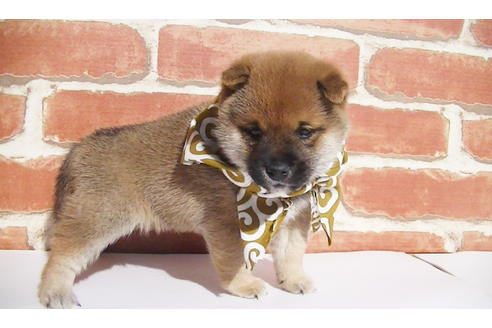 成約済の福岡県の豆柴-82707の5枚目