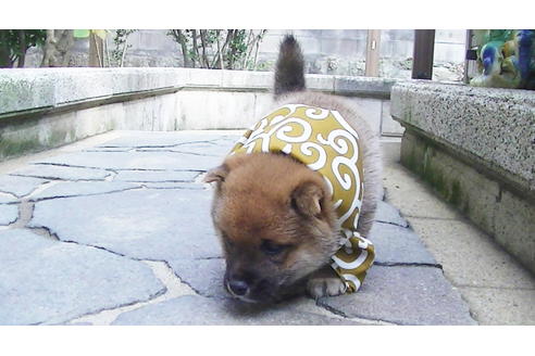 成約済の福岡県の豆柴-82707の4枚目