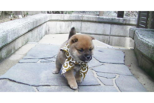 成約済の福岡県の豆柴-82707の3枚目