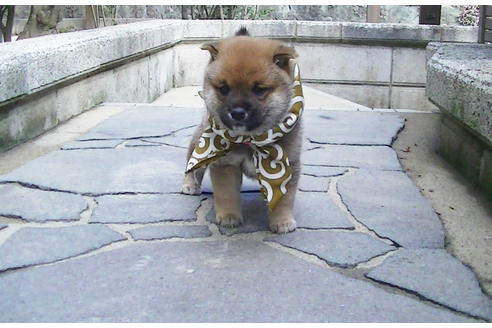 成約済の福岡県の豆柴-82707の2枚目