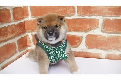 成約済の福岡県の豆柴-82705の4枚目