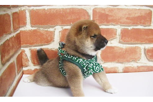 成約済の福岡県の豆柴-82705の3枚目