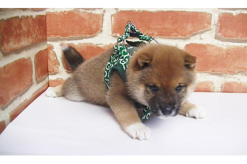 成約済の福岡県の豆柴-82705の2枚目