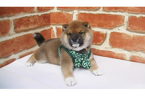 成約済の福岡県の豆柴-82705