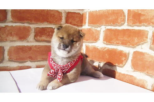 成約済の福岡県の豆柴-82712の10枚目