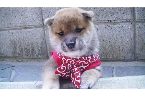 成約済の福岡県の豆柴-82712の9枚目