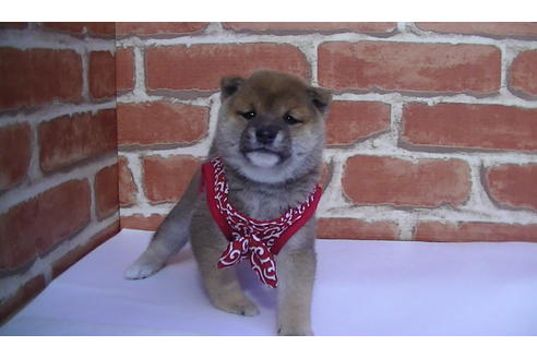 成約済の福岡県の豆柴-82712の8枚目