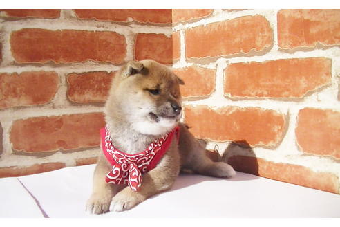 成約済の福岡県の豆柴-82712の7枚目