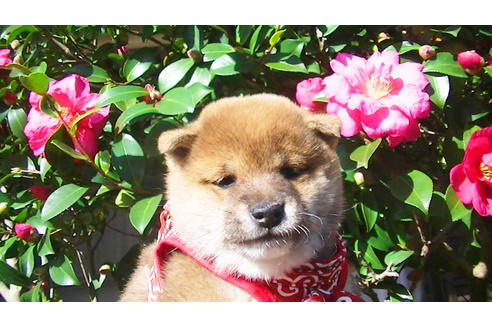 成約済の福岡県の豆柴-82712の6枚目