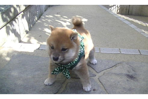 成約済の福岡県の豆柴-82710の5枚目