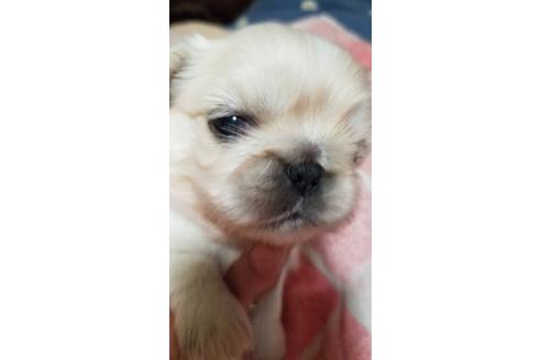 成約済の神奈川県のペキニーズ-84508