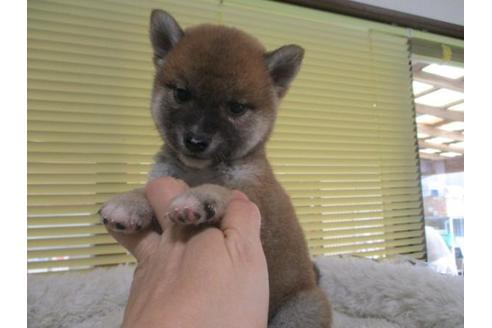 成約済の岡山県の柴犬-85004の3枚目