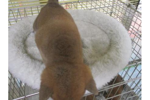 成約済の岡山県の柴犬-85004の2枚目