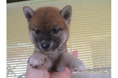 成約済の岡山県の柴犬-85004