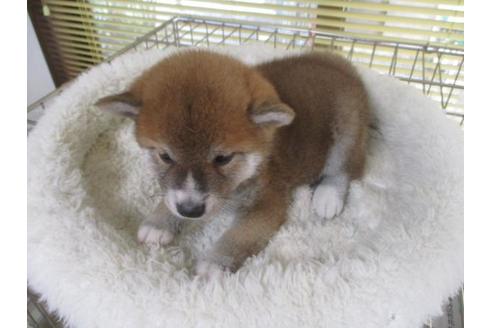 成約済の岡山県の柴犬-85005の4枚目