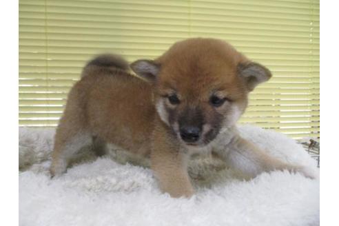 成約済の岡山県の柴犬-85006の4枚目