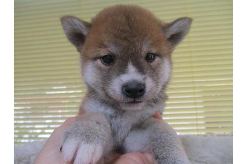 成約済の岡山県の柴犬-85005