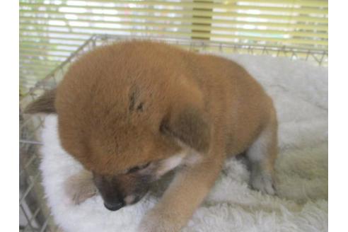 成約済の岡山県の柴犬-85006の3枚目