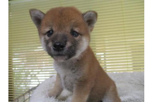 成約済の岡山県の柴犬-85006の2枚目