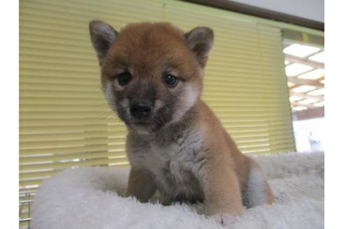 成約済の岡山県の柴犬-85006