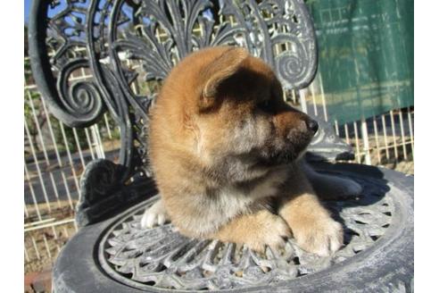 成約済の岡山県の柴犬-85007の3枚目