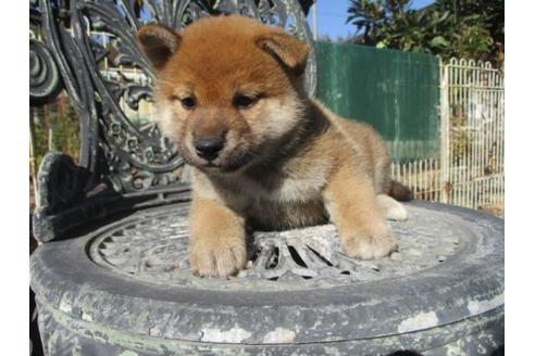 成約済の岡山県の柴犬-85007