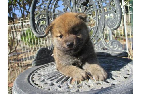 成約済の岡山県の柴犬-85008の4枚目