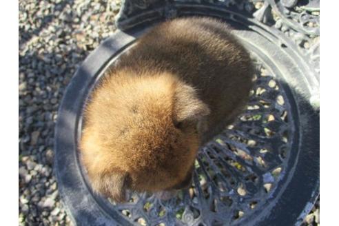 成約済の岡山県の柴犬-85008の3枚目