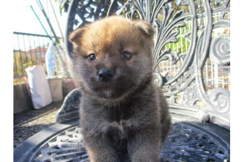 成約済の岡山県の柴犬-85008の2枚目