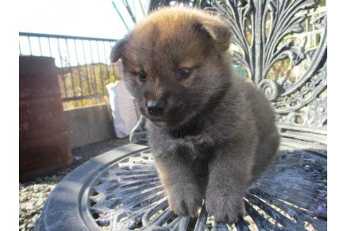 成約済の岡山県の柴犬-85008の1枚目