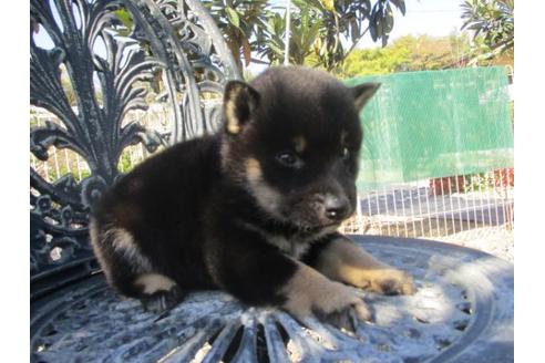 成約済の岡山県の柴犬-85009の3枚目