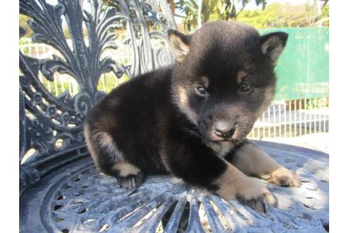 成約済の岡山県の柴犬-85009の2枚目