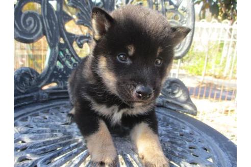 成約済の岡山県の柴犬-85009の1枚目