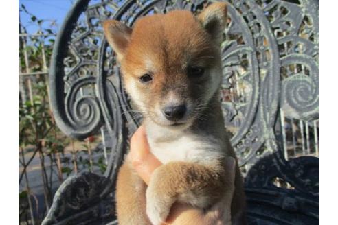 成約済の岡山県の豆柴-85010の1枚目