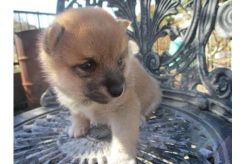 成約済の岡山県の豆柴-85011の2枚目