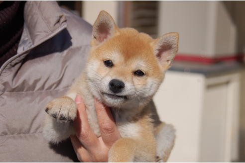 成約済の埼玉県の柴犬-83197の1枚目