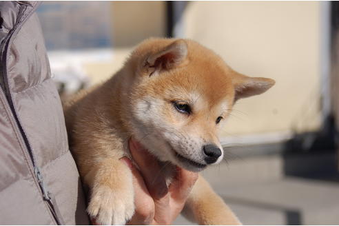 成約済の埼玉県の柴犬-83197の6枚目