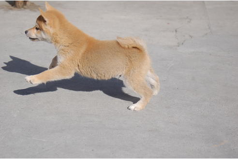 成約済の埼玉県の柴犬-83197の5枚目