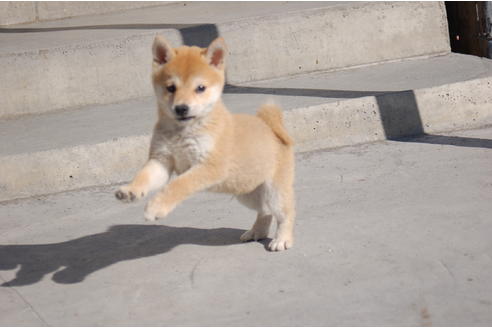 成約済の埼玉県の柴犬-83197の4枚目