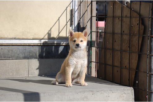 成約済の埼玉県の柴犬-83197の3枚目