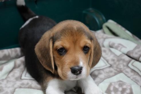 ビーグルの子犬を探す（222ページ目）｜ブリーダーナビ