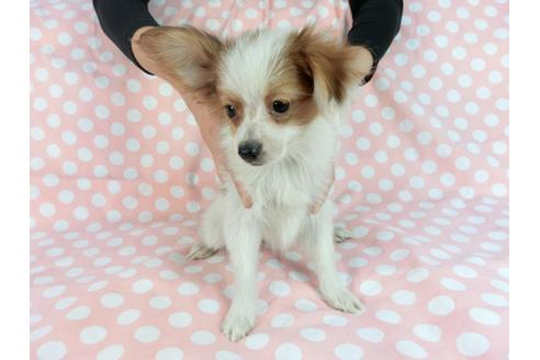 成約済の千葉県のパピヨン-82851の8枚目