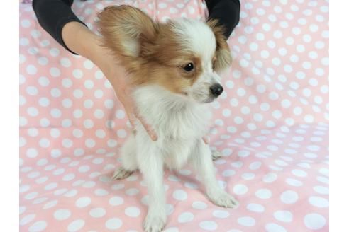 成約済の千葉県のパピヨン-82851の7枚目